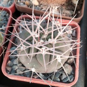 Gymnocalycium  nidulans LF19 -cube-5cm-