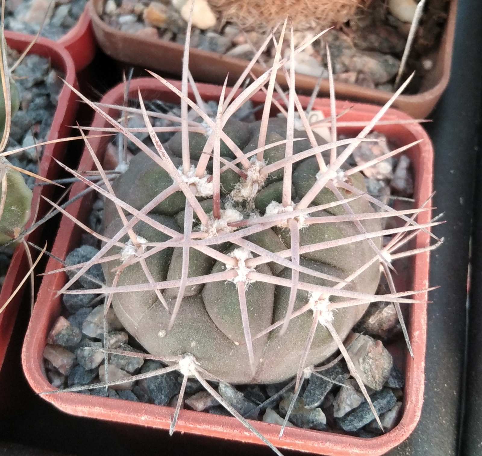 Gymnocalycium  nidulans LF19 -cube-5cm-