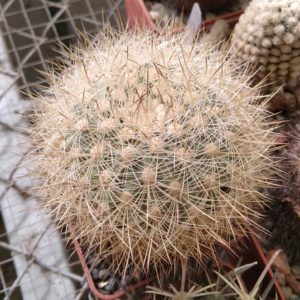 Matucana hainei v. perplexa KK565 -cube-6см-