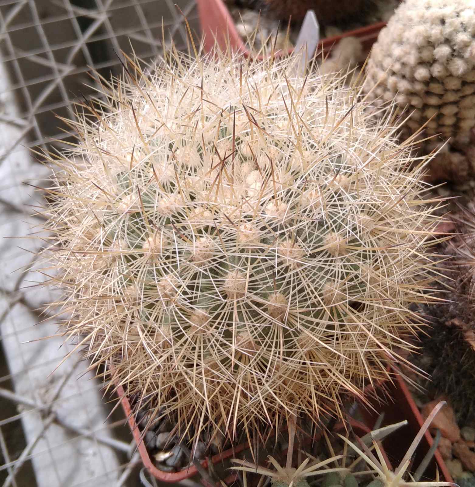 Matucana hainei v. perplexa KK565 -cube-6см-