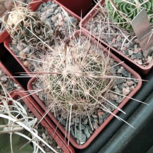 Thelocactus lausseri -cube-7cm-