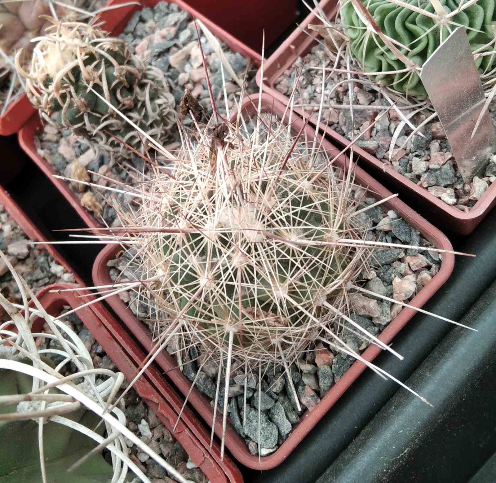 Thelocactus lausseri -cube-7cm-
