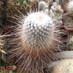 Mammillaria  geminispina v. nobilis - cube-7cm-