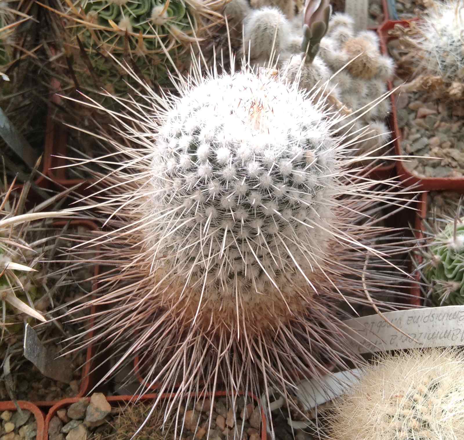 Mammillaria geminispina v. nobilis - cube-7cm-