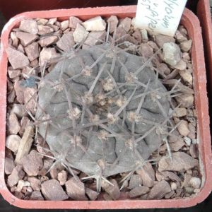 Gymnocalycium riojense v. pipanacoense LB1265