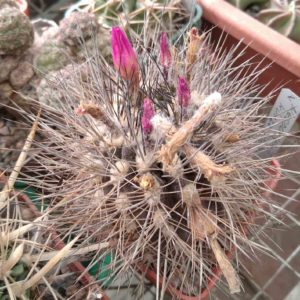 Neoporteria kunzei -cube-6cm- Mesa Garden-