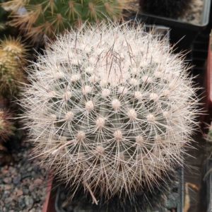 Matucana hainei v. perplexa KK565 -cube-8cm-