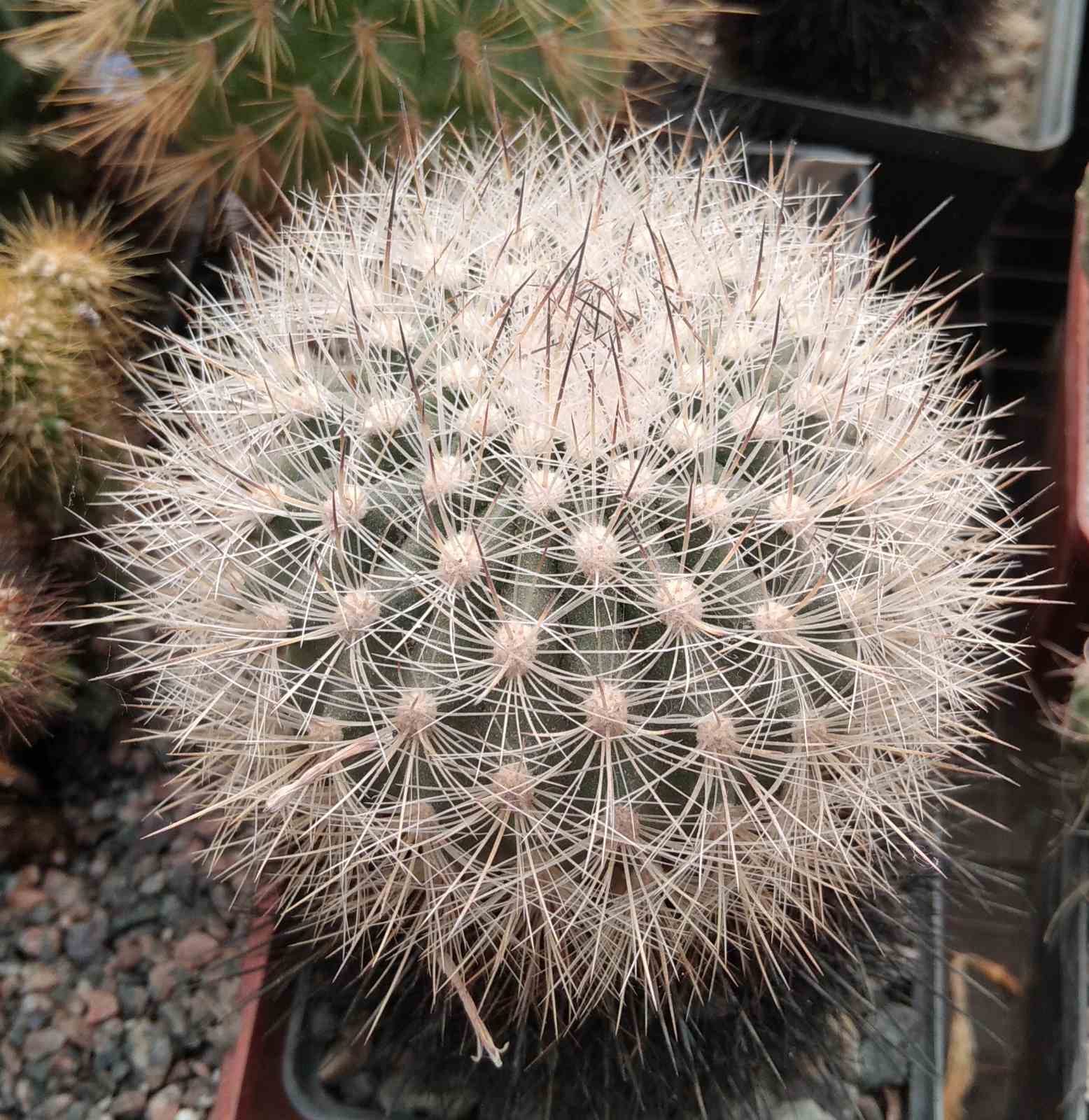 Matucana hainei v. perplexa KK565 -cube-8cm-
