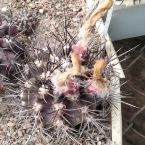 Neochilenia jusiei FR252A -MG-  біля 6см-