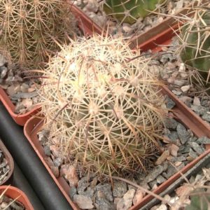 Echinomastus durangensis v. mapimiensis -cube-6cm-