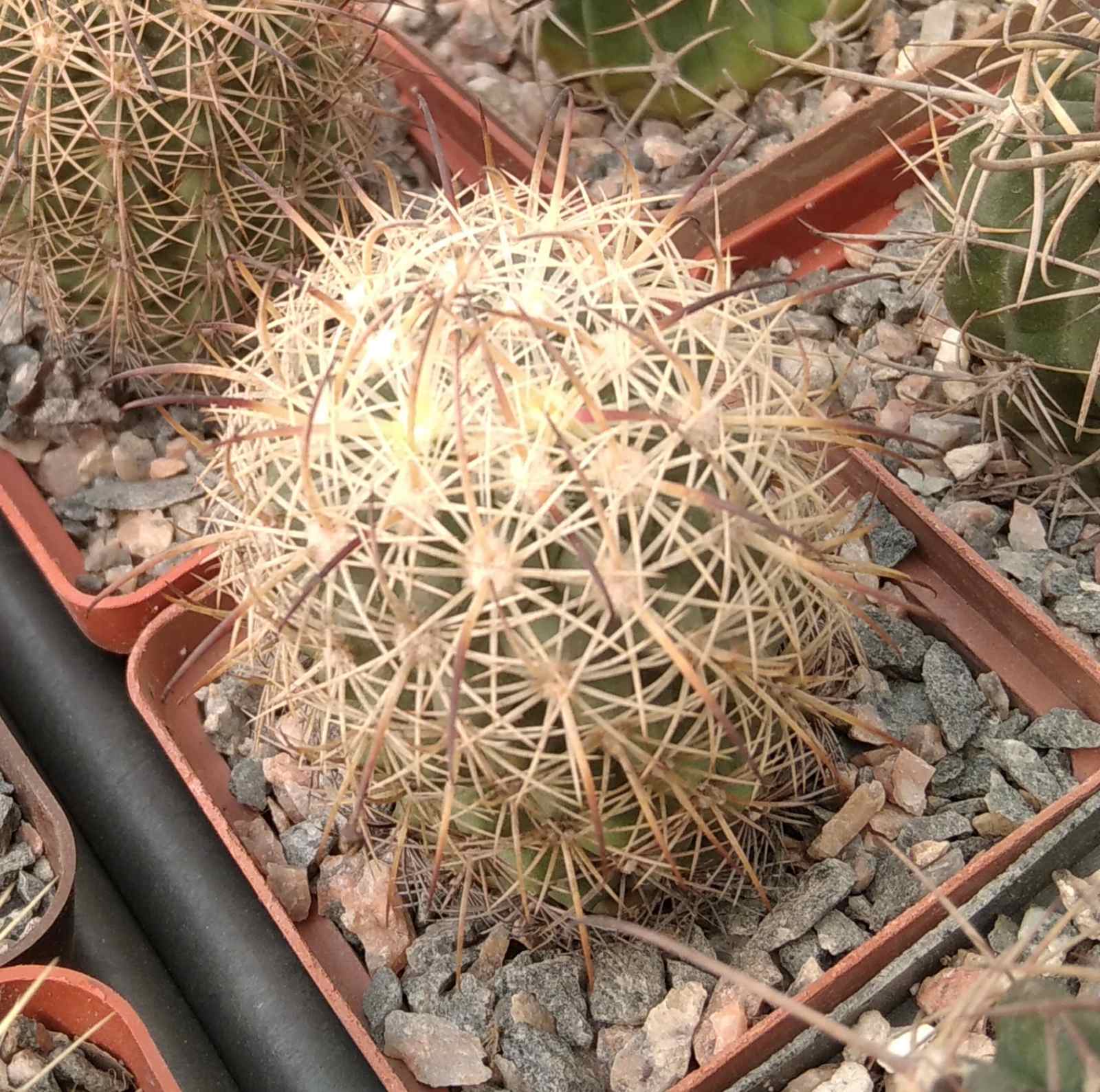 Echinomastus durangensis v. mapimiensis -cube-6cm-