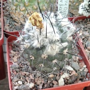 Copiapoa  dealbata PV2045 -cube-7cm-