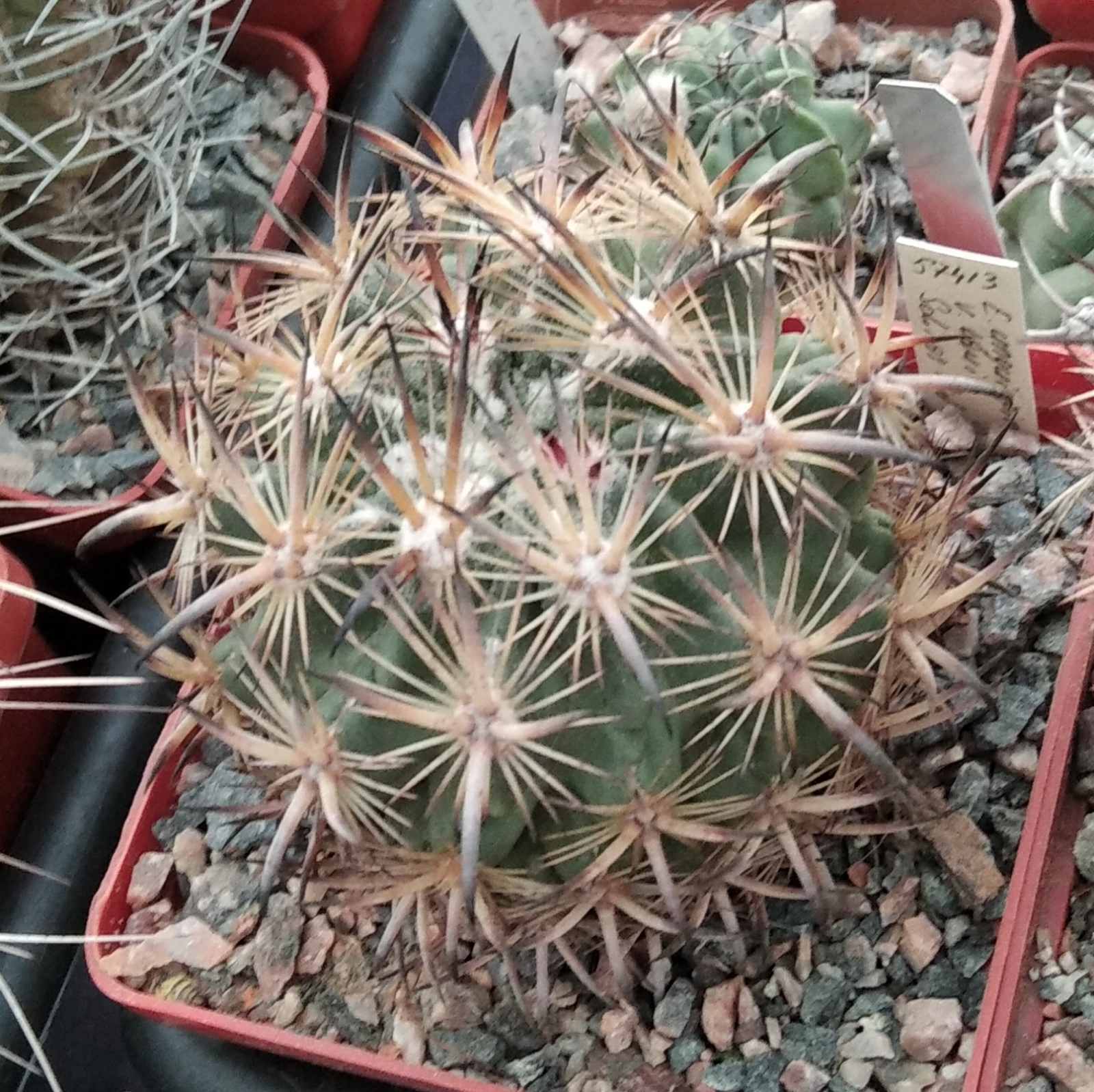 Echinomastus laui -Salinas- cube-8cm- graft-