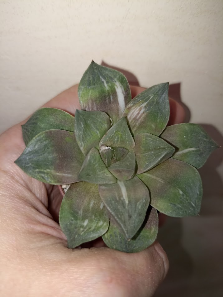 Haworthia Mutica Hybrid Variegated