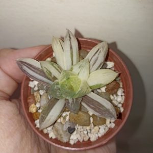 Haworthia Obtusa Marin Variegated