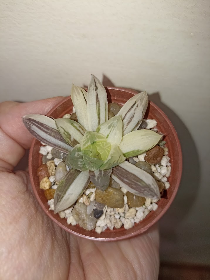 Haworthia Obtusa Marin Variegated