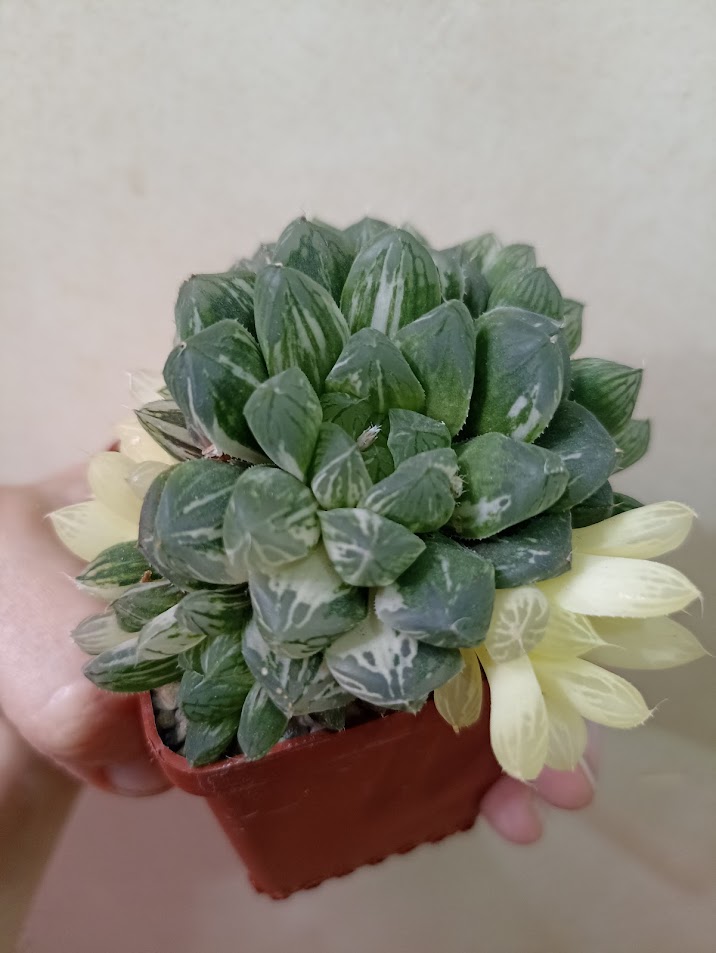 Haworthia Obtusa Marin Variegated