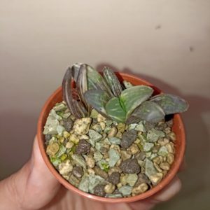Haworthia Heidelbergensis Variegated