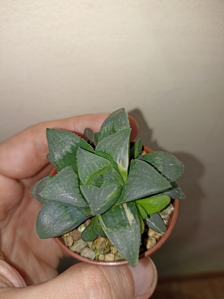 Haworthia Heidelbergensis Variegated