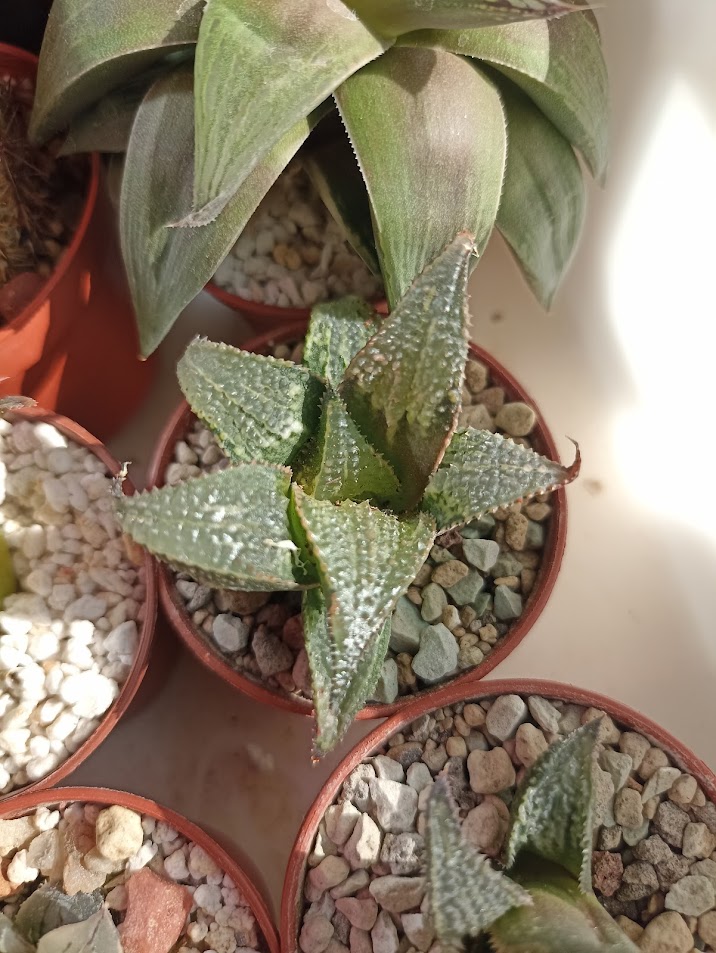 Haworthia Badia Yuzuki