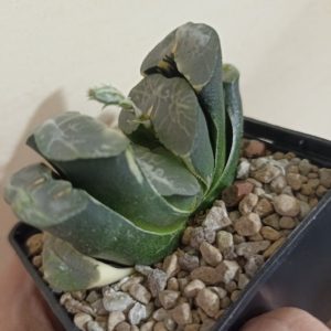 Haworthia Truncata Variegata