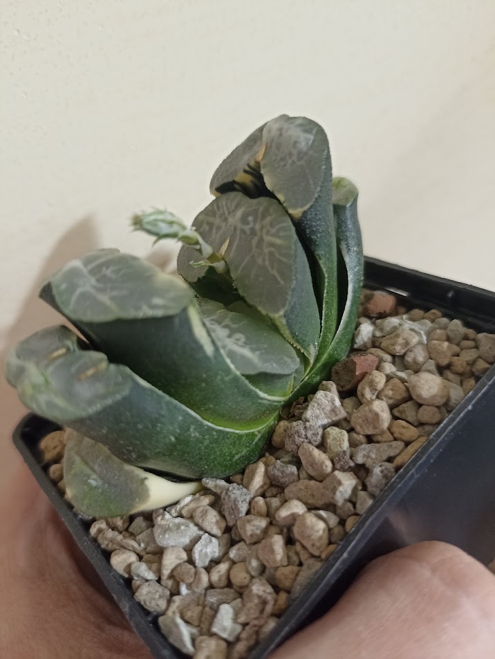 Haworthia Truncata Variegata