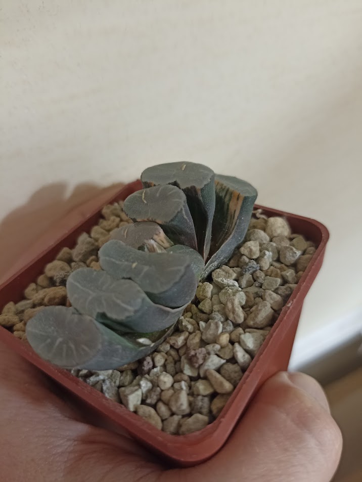 Haworthia Truncata Variegata