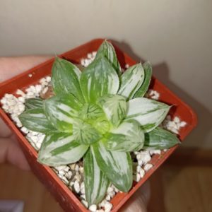 Haworthia Obtusa Variegata Marin