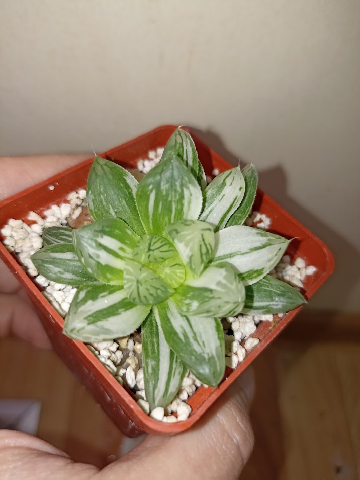 Haworthia Obtusa Variegata Marin