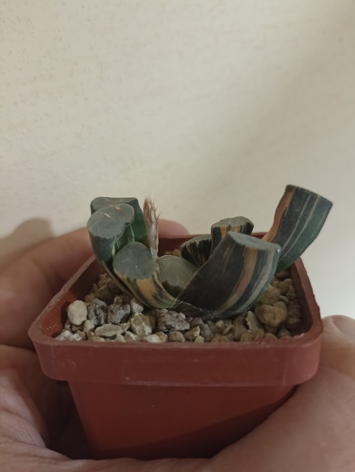 Haworthia Maughanii Variegata