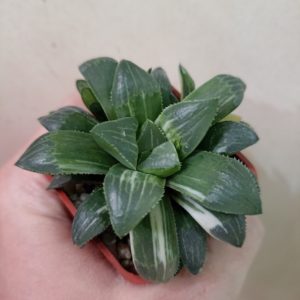 Haworthia Heidelbergensis Variegated