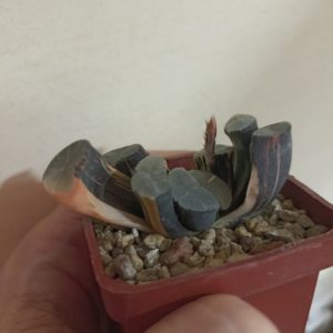 Haworthia Maughanii Variegata