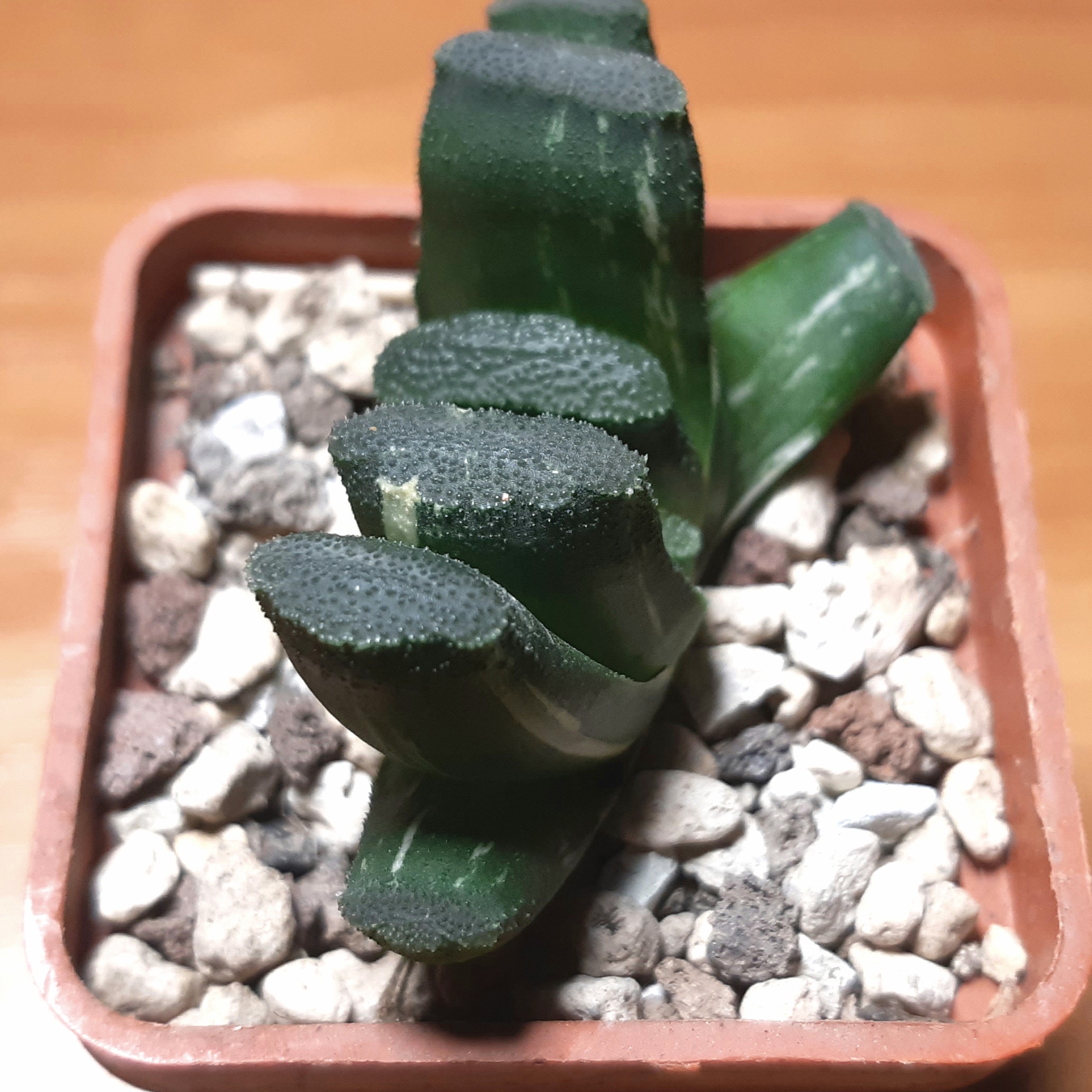 Haworthia truncata variegata