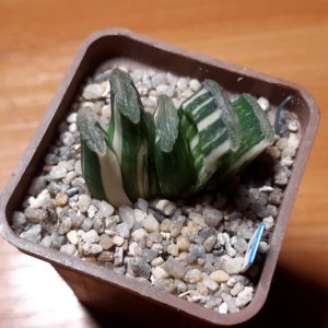 Haworthia truncata variegata