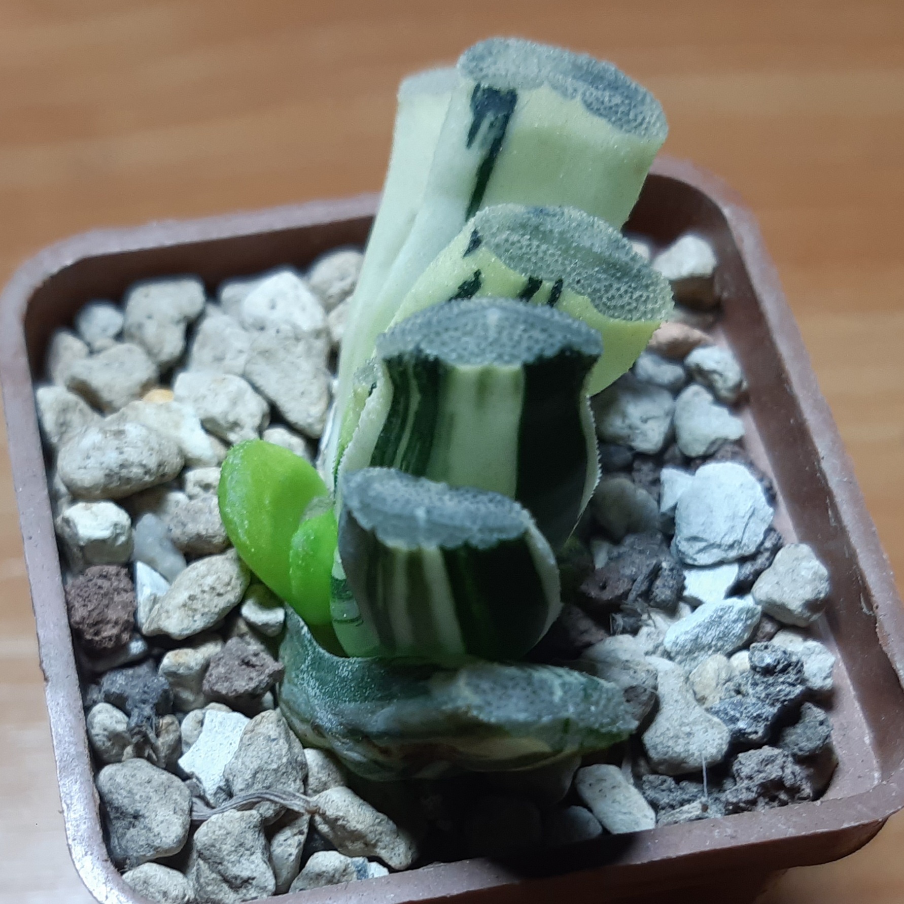 Haworthia truncata variegata