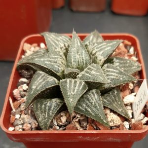 Haworthia cv.'Bev's Wonder' F2