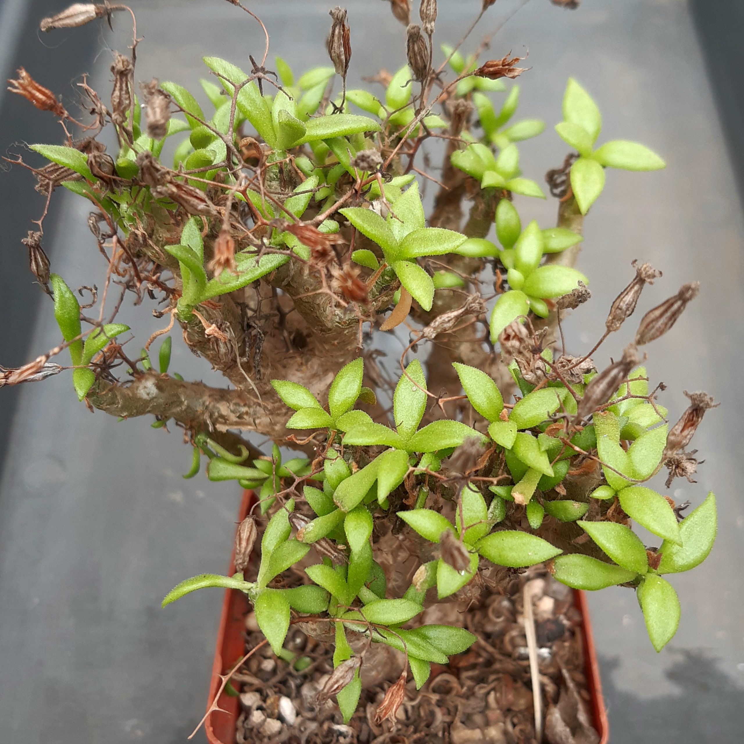 Tylecodon reticulatus