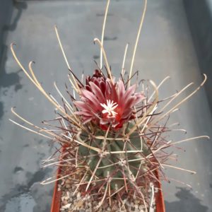 Glandulicactus wrightii
