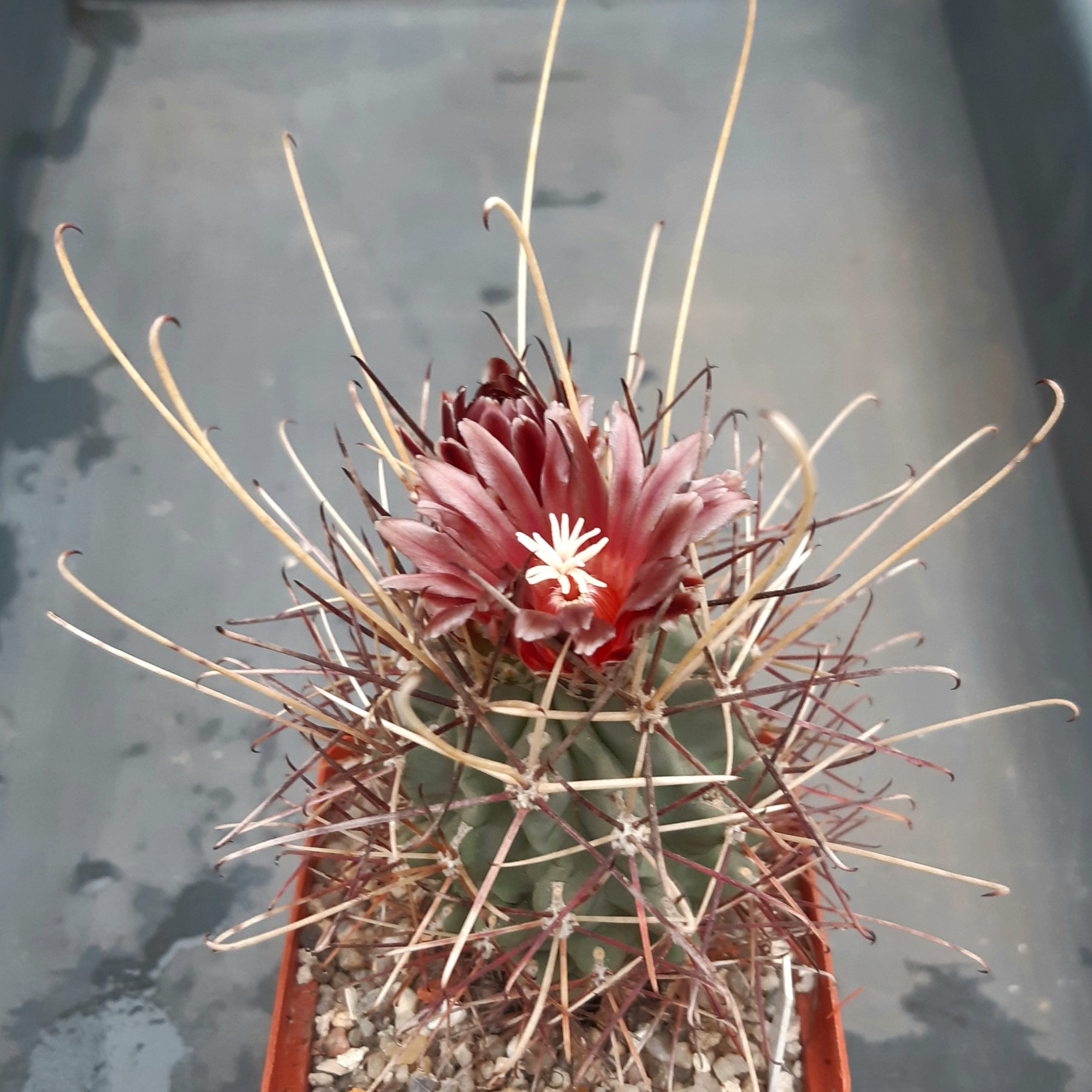 Glandulicactus wrightii