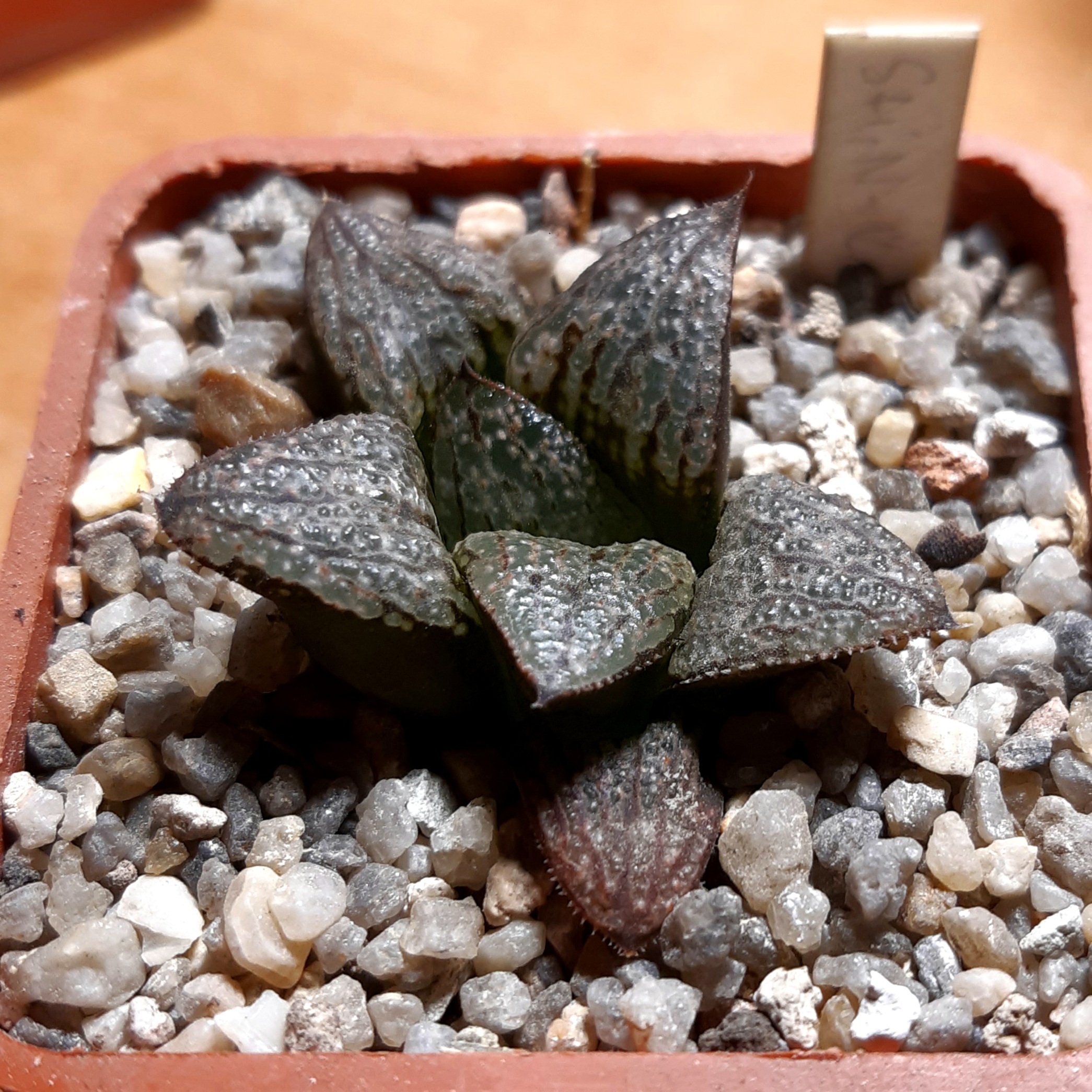 Haworthia splendens hybrid