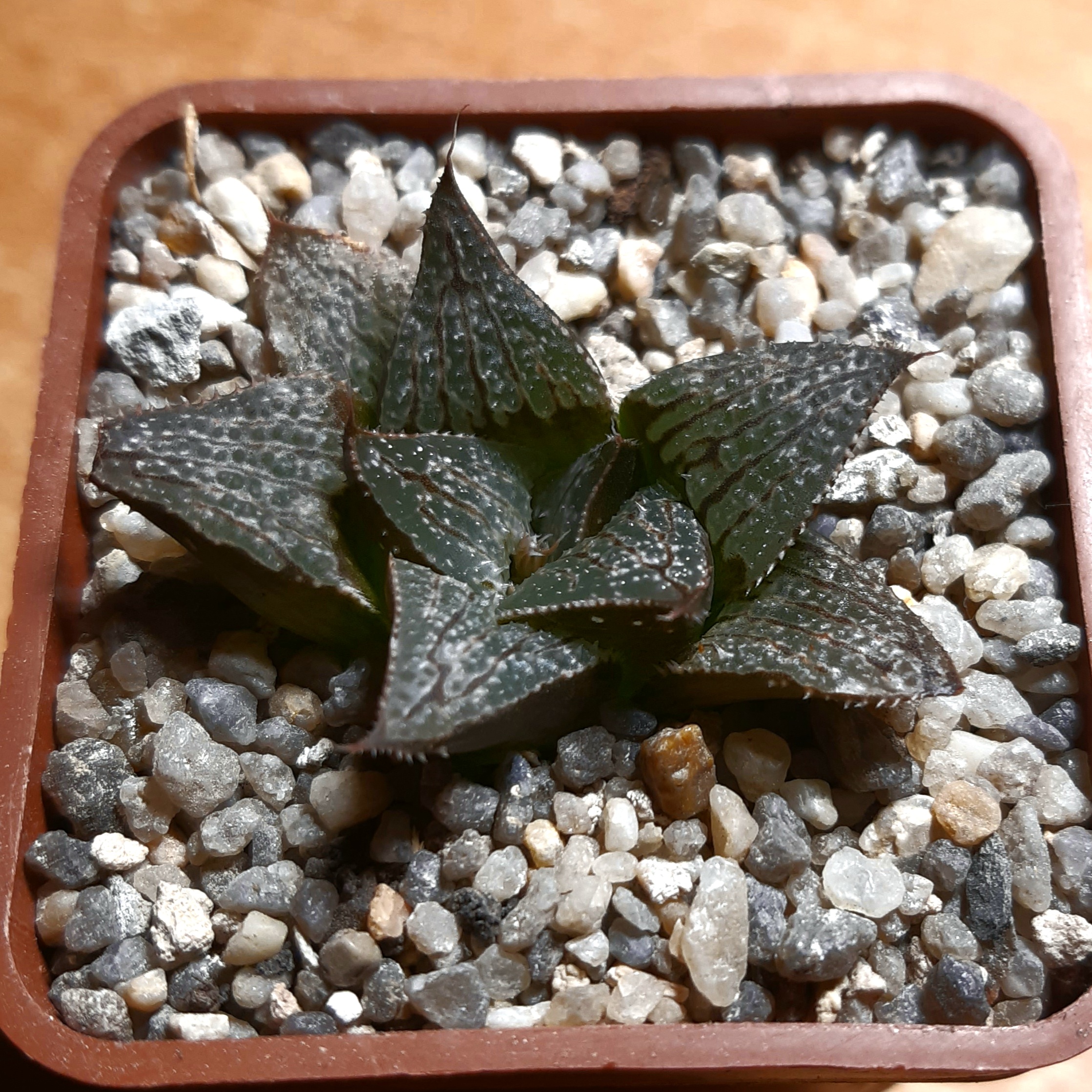 Haworthia splendens hybrid