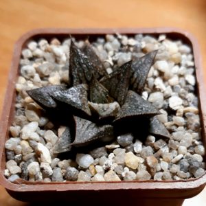 Haworthia badya x splendens