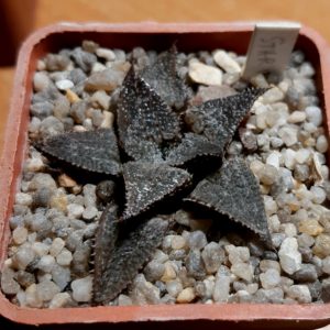 Haworthia x 'Star Wars'
