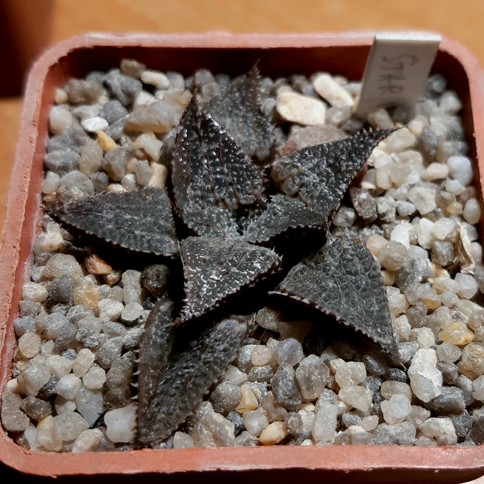 Haworthia x 'Star Wars'