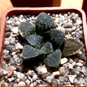 Haworthia 'Blue Diamond' x 'Mordor'