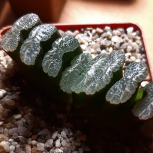 Haworthia truncata Japan
