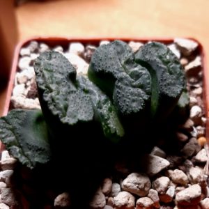 Haworthia truncata cv.'Genbu'