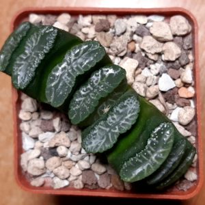 Haworthia truncata Japan