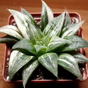 Haworthia magnifica variegata