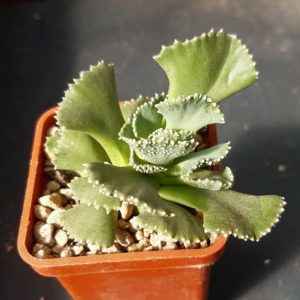 Aloinopsis malherbei